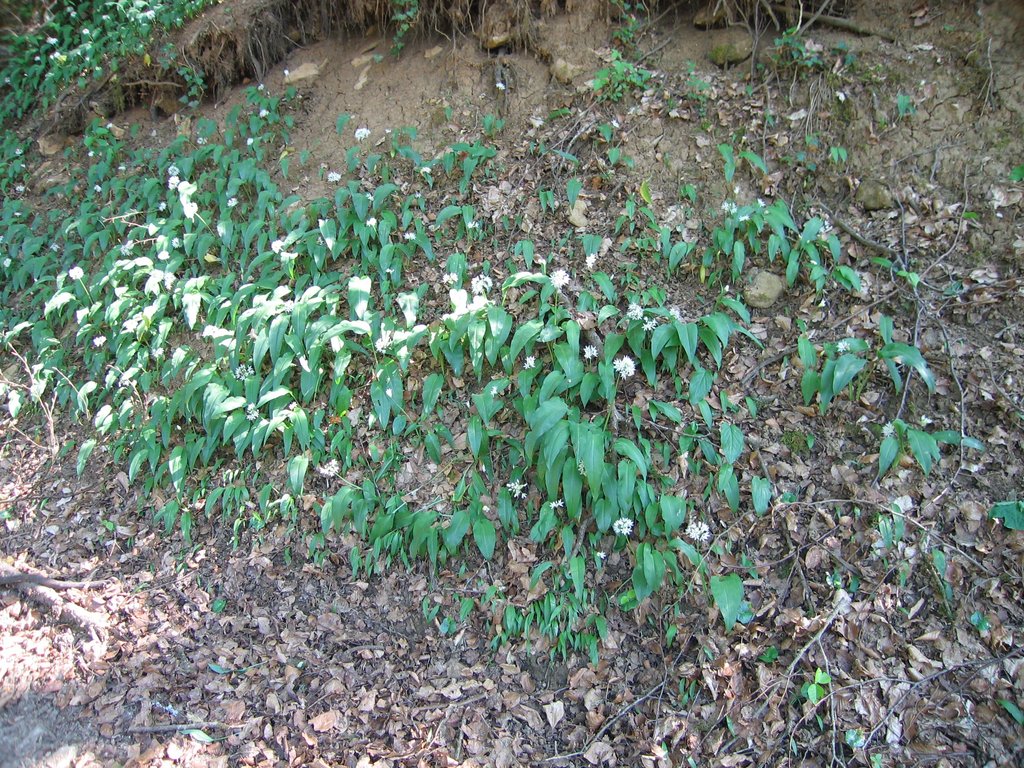 Allium ursinum